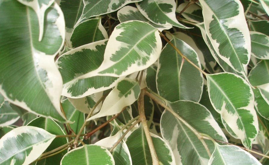 Ficus benjamina variegata